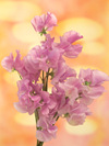 Aj029_l Aj029_l