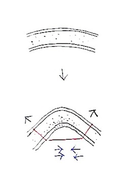 弾性軟骨の性質